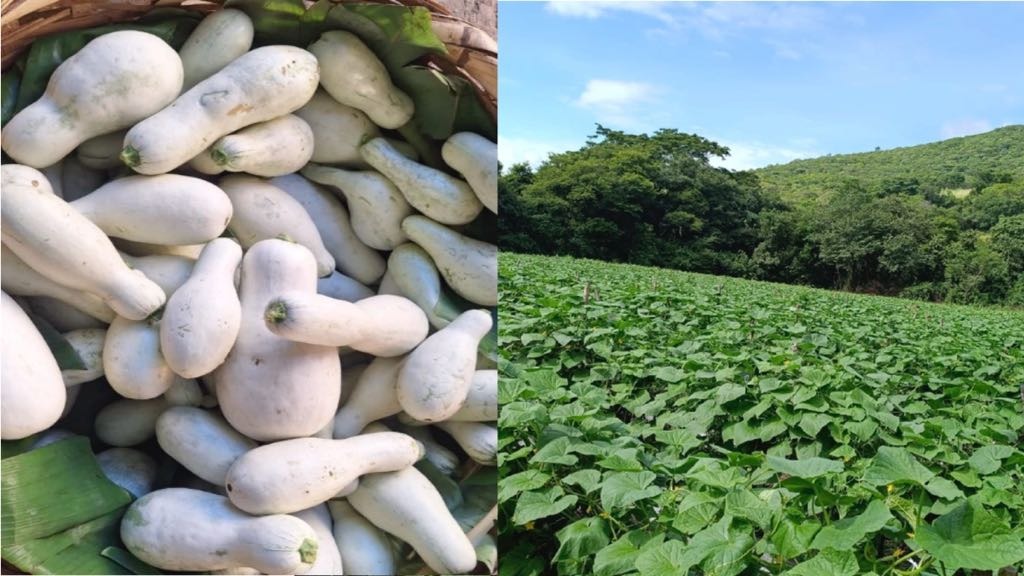 #Nicaragua 🇳🇮
Tierra Bendecida 🙌🏻
De hombres y mujeres trabajadores, de manos que alimenta.

🔰Producción de pipián supera 760 mil unidades en el I semestre de 2025 😋

#UnidosEnVictorias 
<a href="/Canal4Ni/">Canal 4 Nicaragua</a> 
<a href="/CarlosEmilioDH/">Carlos Emilio Lopez</a> <a href="/FcoRosales78/">Francisco Rosales 🇳🇮</a>