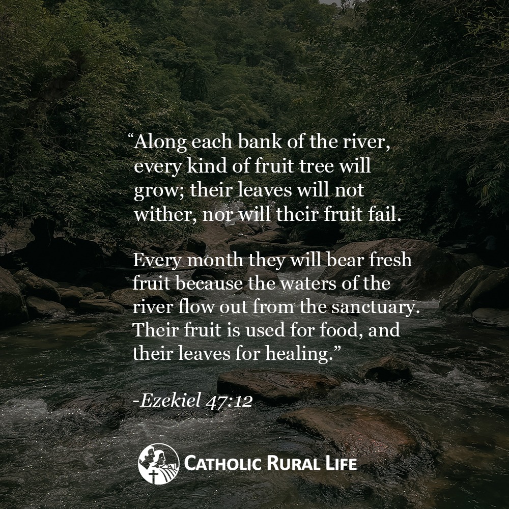 Ezekiel saw a vision of living water flowing from the Temple.

Wherever it went, the land flourished: polluted waters turned fresh, trees bore abundant fruit, and fish filled the seas.

Fishermen found great life at its banks.

This river foreshadows the Blood of Christ, poured