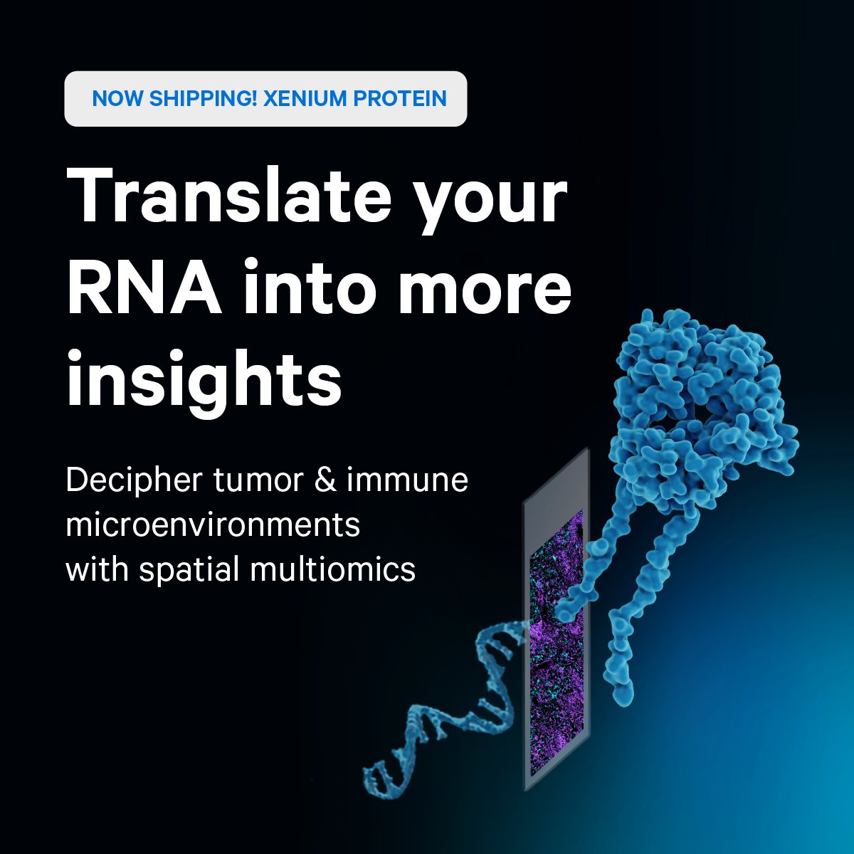 10xGenomics's tweet image. #Xenium Protein is shipping now! Discover how same-section spatial RNA and protein unlocks a new world of immunology and oncology insights with enhanced characterization of immune and tumor microenvironments: bit.ly/3V6Pnxc