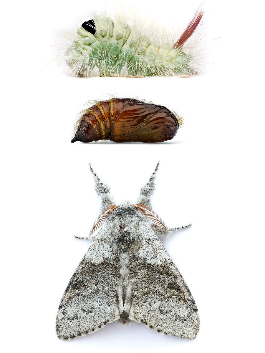 sagaOptics's tweet photo. Pale tussock, Calliteara pudibunda. The caterpillar is highly fluorescent under UV light and easy to find at night. https://t.co/jl56r0TNS4