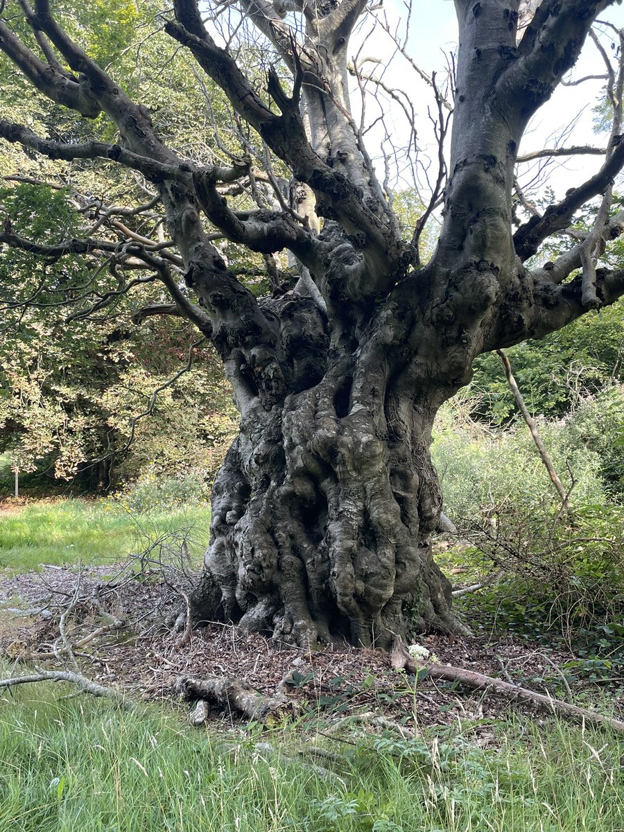 Ken Kearney tweet media