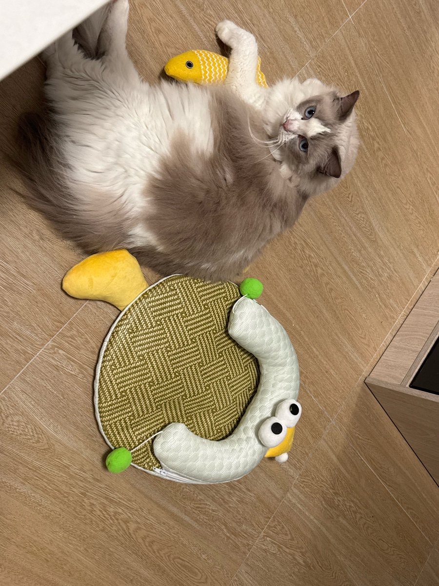 szj’s newly purchased cat nest is too small for chaoge 😂😂 chaoge!! u are a fatty cat now