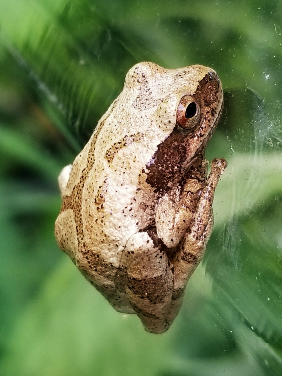 This #WildlifeWednesday we are focusing on the toad-ally awesome and un-frog-gettable friends of the park!

Did you know Ontario is home to 13 different frogs and toads?🐸

Hop over to our blog to learn more!
blog.ontarioparks.ca/creatures-of-t…