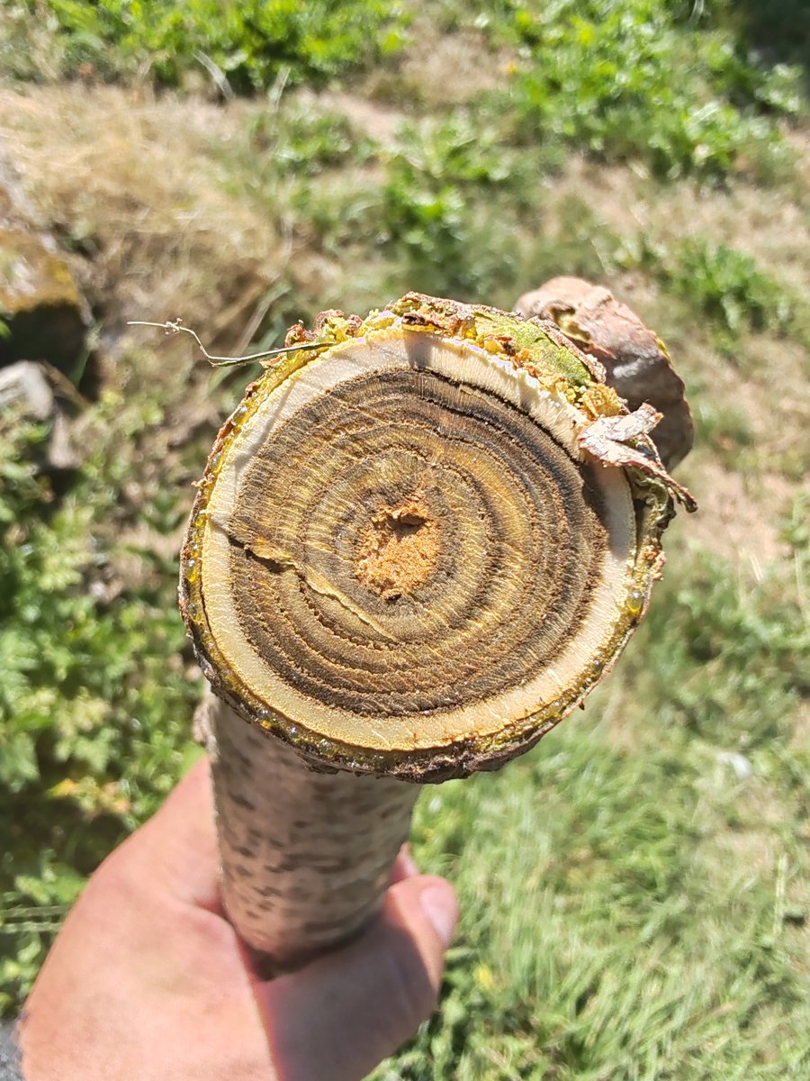 Tronçon de bois de sumac de Virginie, vous savez, ce bois à la sève irritante. C'est un arbuste qui se caractérise par ses cernes extrêmement lisibles. Parfait pour s'initier à la dendrochronologie.
