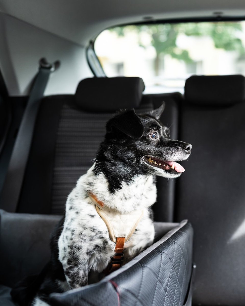 If you see a pet locked in a hot car, take action! Dial 9-1-1, as police can efficiently save the animal. Cars aren't safe for unattended pets—it's best to keep them comfortable and secure at home.