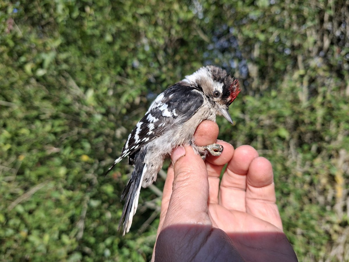 Latvijas un Eiropas mazākais dzenis - mazais dzenis. Žubītes svarā.