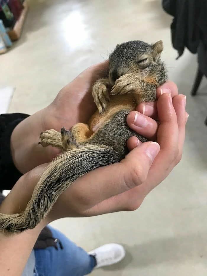 Squirrel Lover World tweet media
