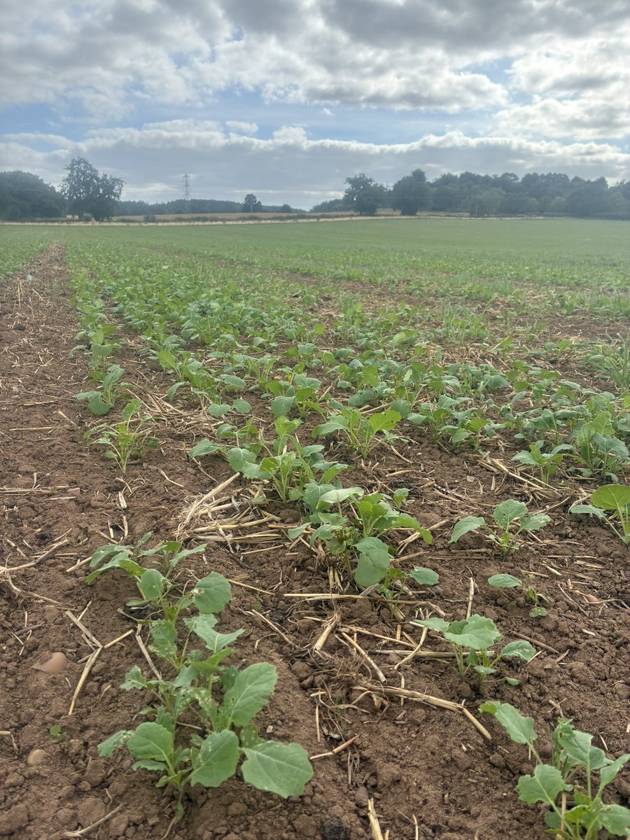 OSR is Ready for the bank holiday 🏖️ 🙏 

#harvest26 #Agronomy
