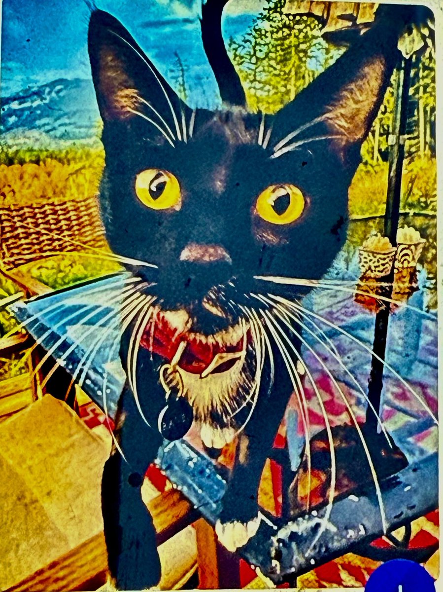 ‘Raven’ #cats #kitty