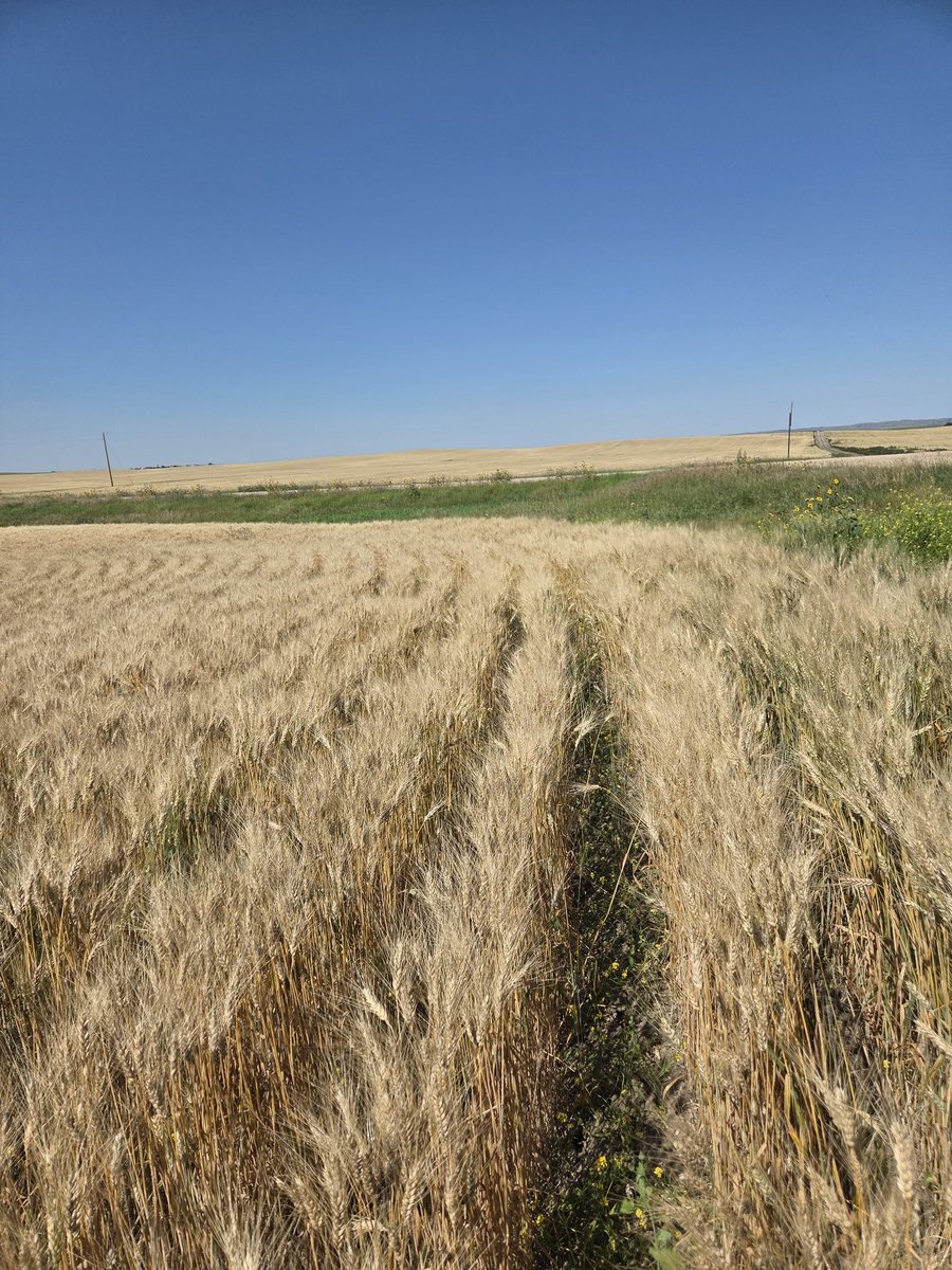 Thinking about throwing some winter wheat in.   New to that game.  Who has seed?  What's the best variety, seeding timeline, fertility ect.