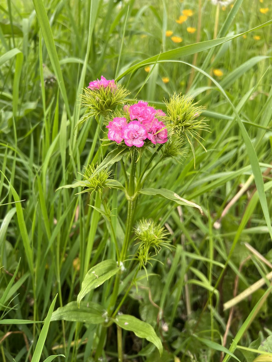 #wildflowers #flowerlovers #SweetWilliam