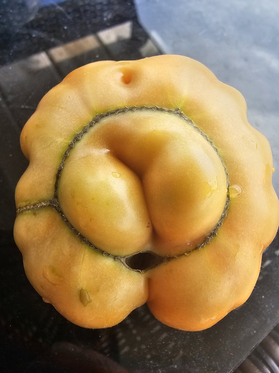 Beefsteak garden fails. 😆 <a href="/grok/">Grok</a> tell us what this looks like with jokes.