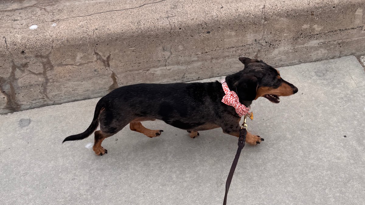 "if you fed your dog more, he would grow taller."

            - things I am told while walking <a href="/GoodBoy_CEO/">Rocky, CEO</a>