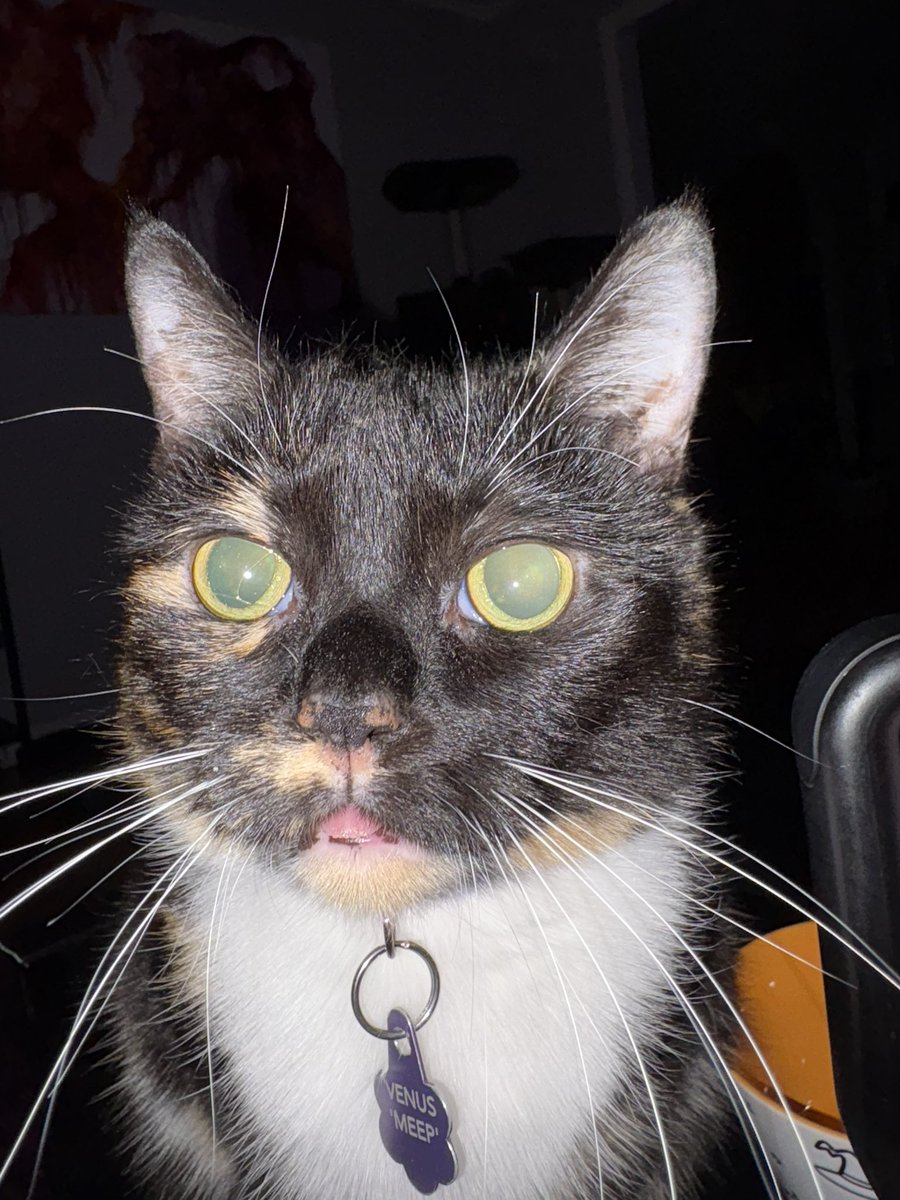 cubedacat's tweet image. Accidentally flashbanged Mimi