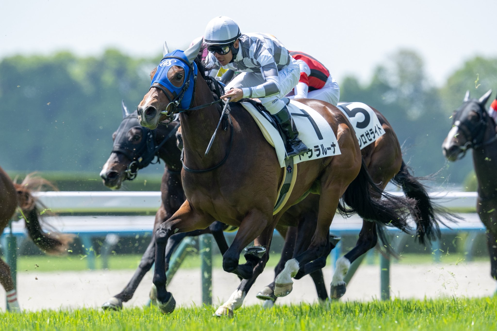 東海大仰星　公式戦短パン インゼルサラブレッドクラブ on X: 