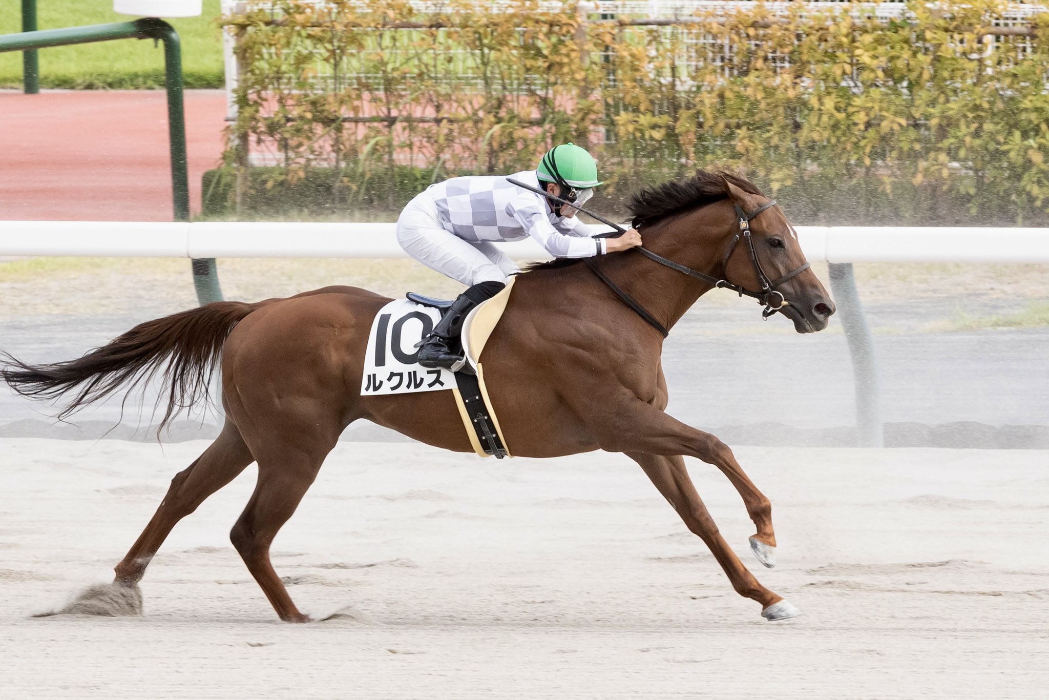 インゼルサラブレッドクラブ on X: 