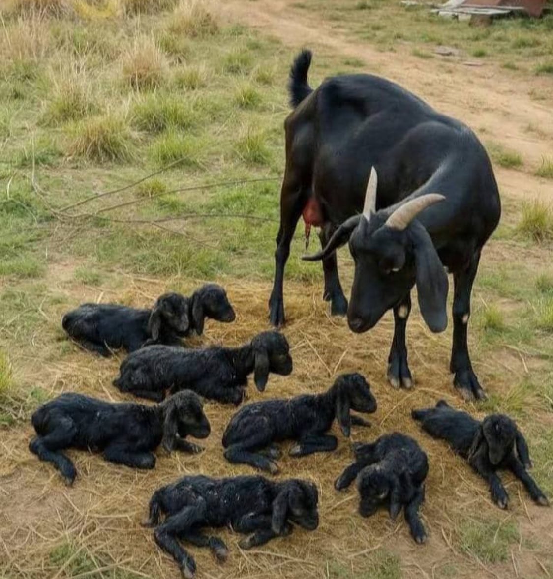 My neighbour's goat gave birth to 8 kids this morning 🥹♥️