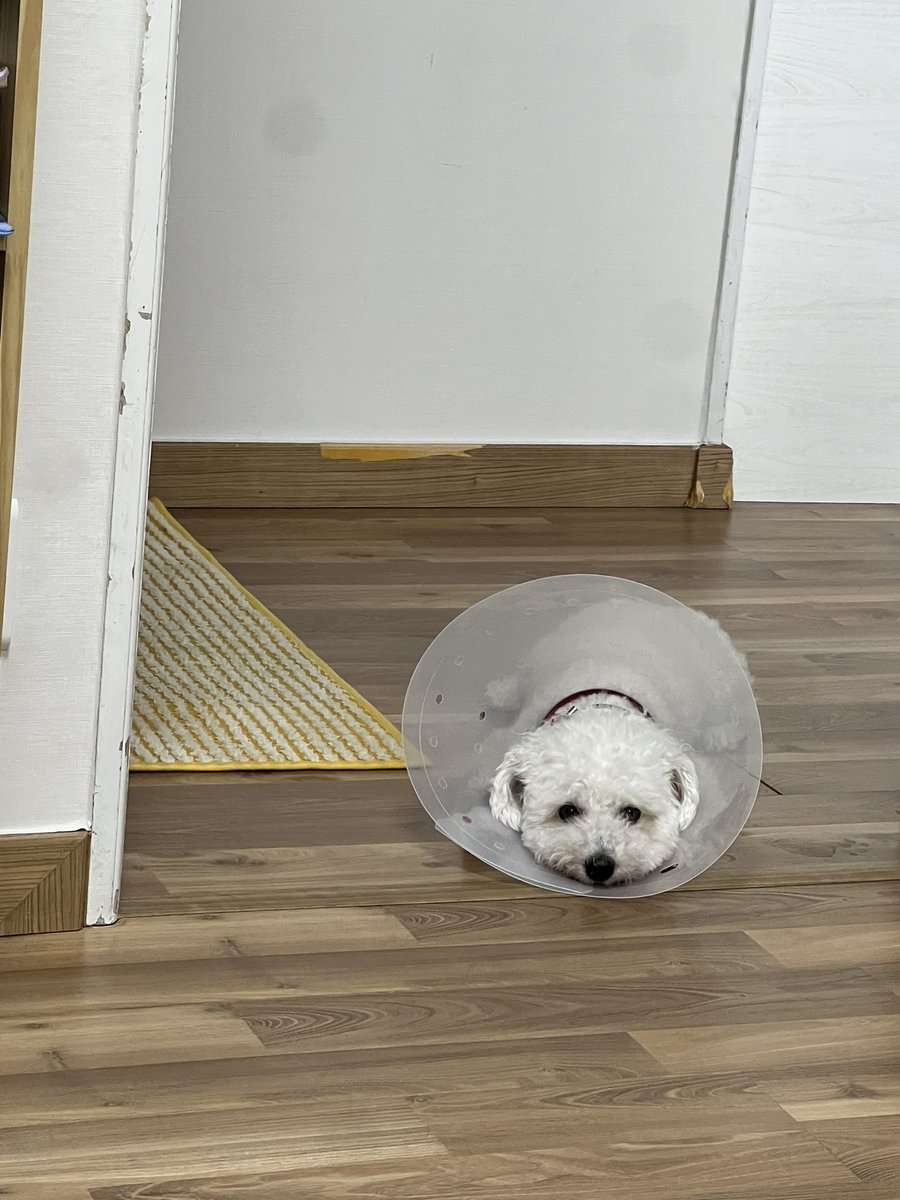 엄청 큼지막한 카라를 써서 발도 못 핥고 산책도 못 나가고 시무룩한 깡지