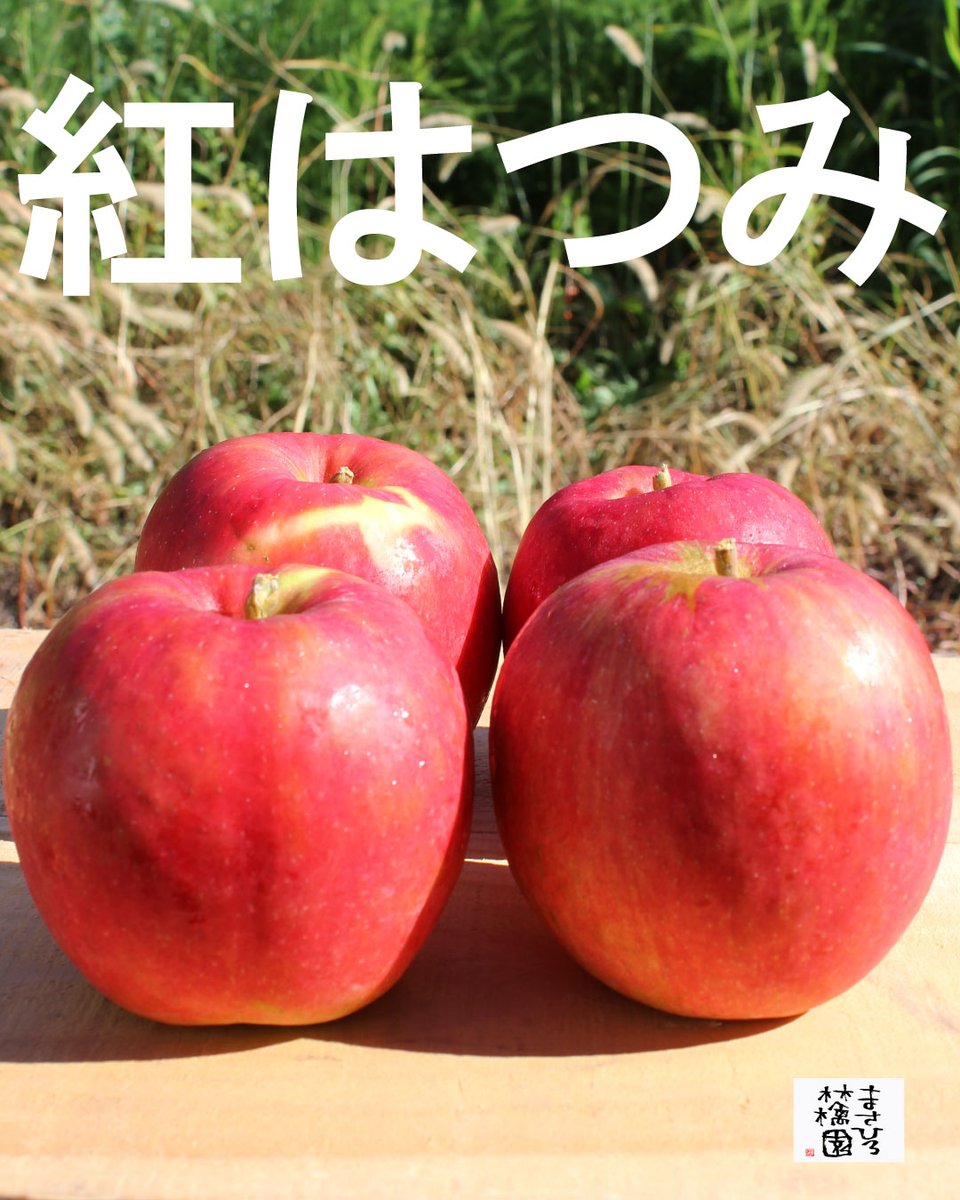 スタッフU@まさひろ林檎園🍎「サンつがる」や「きおう」etc…2025