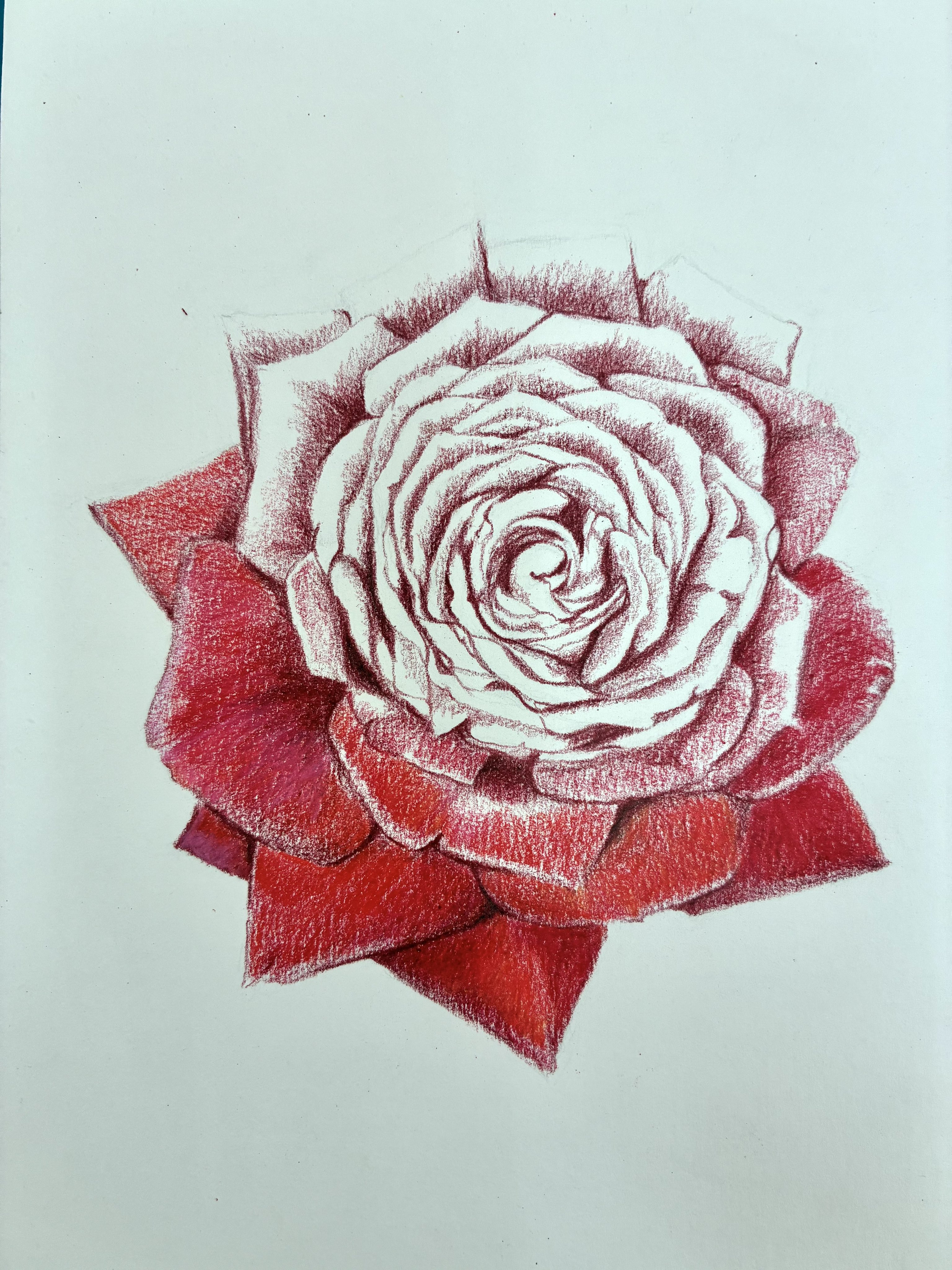 日本画【赤い薔薇】肉筆　直筆印あり a-6011.jpg