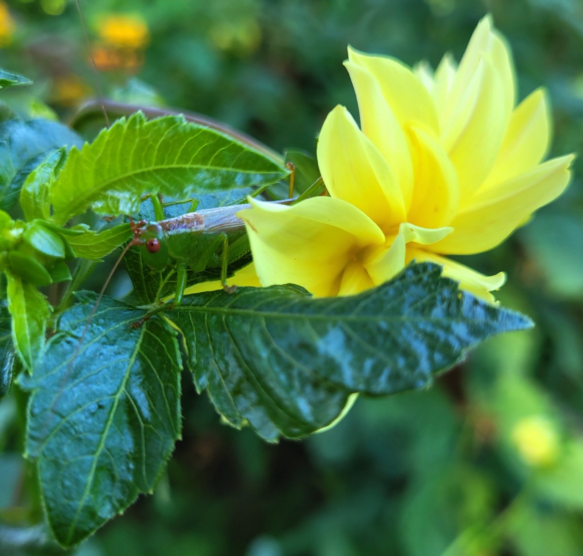 Happy Thursday☕️☕️... 
#mygarden #FlowersOnX #GardeningX #dahlia #katydid