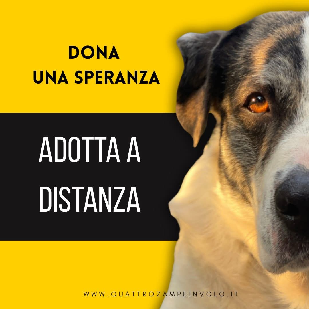 4zampeinvolo's tweet image. 🏡 Adotta a distanza, regala speranza 💗 Un piccolo gesto, una grande vita! 🐾
Loro non hanno una voce per chiedere aiuto, ma hanno occhi che raccontano una storia fatta di attese, sogni e bisogno d’amore e tu puoi essere parte del loro cammino. 
Loro sono i nostri pelosi in…