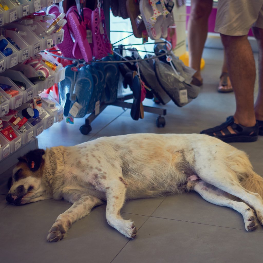 Medeniyetin göstergesi insanların hayvanlara ve doğaya karşı olan davranış biçimidir. Medeni toplumlarda hayvan sevgisi vardır, geri kalmış toplumlarda hayvan düşmanlığı...

#SokakHayvanlarıSahipsizDeğil