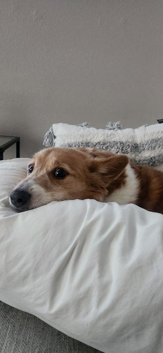 ActuallySofu's tweet photo. Dog sitting cuz my brother n sister inlaw be having a baby https://t.co/igGfpW5t5v