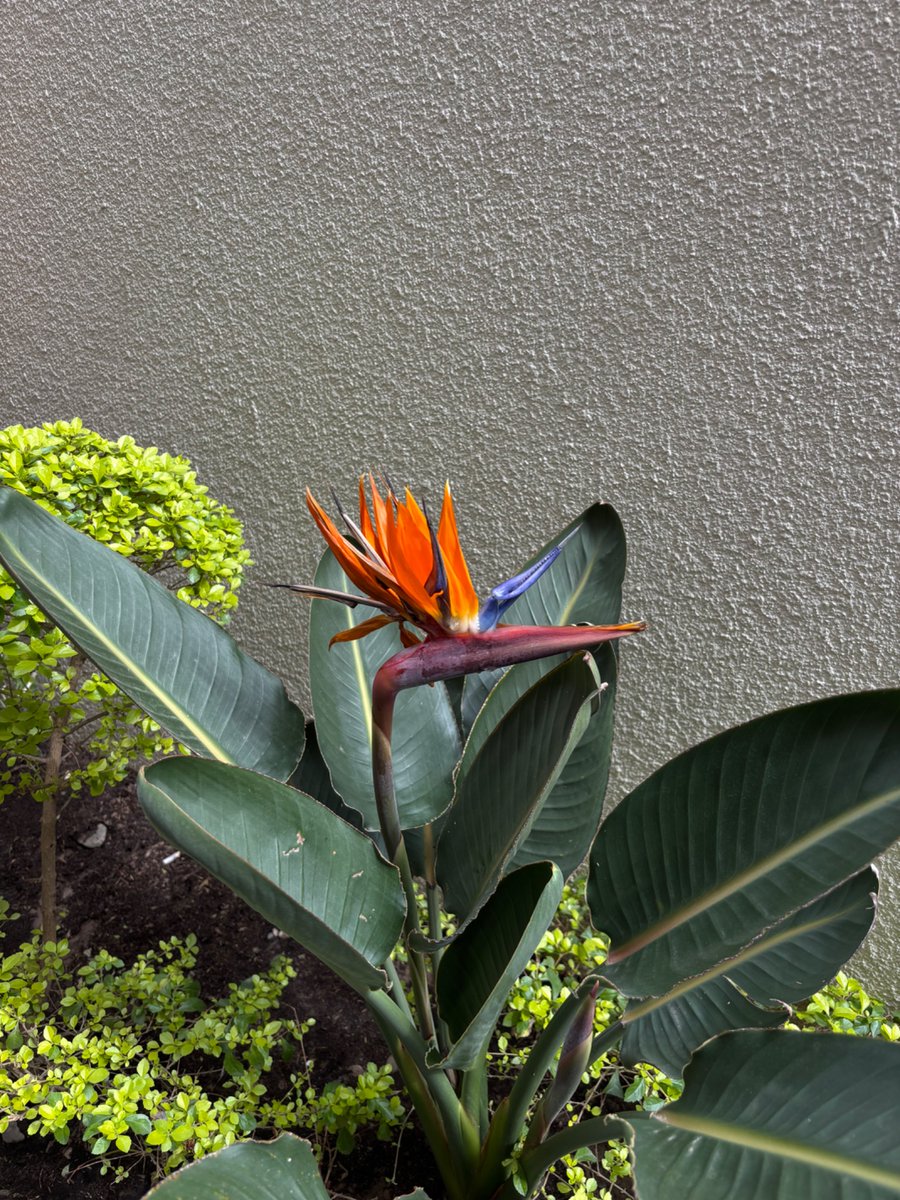I ran into shimmy shimmy kokobop