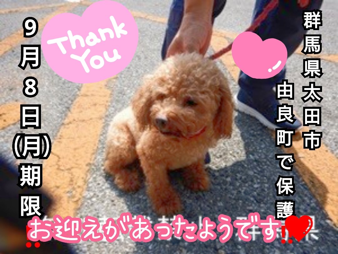 ドイリー❤️ぴんく♡ぷーどる 2025年最新】ジェレミー ピンク プードルの人気アイテム - メルカリ