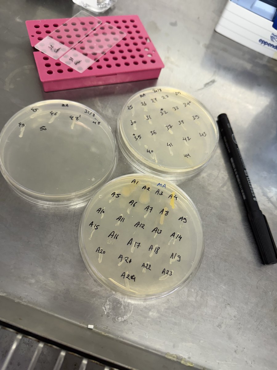We’re proud to support Rana Elmesseri (JCU) in an international study on coral microbiomes. By comparing Heliofungia from Australia &amp; Indonesia, researchers will explore how microbes respond to environmental shifts, revealing new insights into reef health &amp; resilience. 

#SeaSim