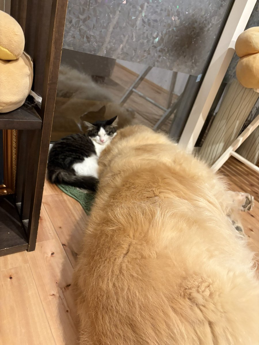 狭い場所が好き