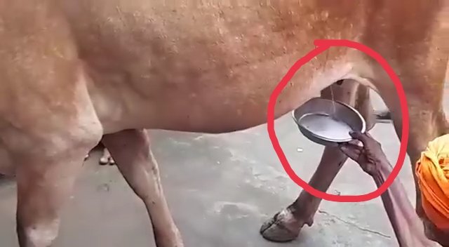 ShivRaj Yadav (@shivaydv_) on Twitter photo विज्ञान युग में चमत्कार या कोई लॉजिक?
वीडियो गुजरात से आया है यहां गाय रोज़ सुबह शिव मंदिर आती है, और प्रसाद खाते हुए बिना दूध निकाले अपने आप दूध देती है।
और पुजारी उस दूध से भगवान शिव का अभिषेक करते हैं.!
लोग इसे भगवान शंकर का आशीर्वाद मानते हैं क्या ये संभव है? विज्ञान युग में चमत्कार या कोई लॉजिक?
वीडियो गुजरात से आया है यहां गाय रोज़ सुबह शिव मंदिर आती है, और प्रसाद खाते हुए बिना दूध निकाले अपने आप दूध देती है।
और पुजारी उस दूध से भगवान शिव का अभिषेक करते हैं.!
लोग इसे भगवान शंकर का आशीर्वाद मानते हैं क्या ये संभव है?