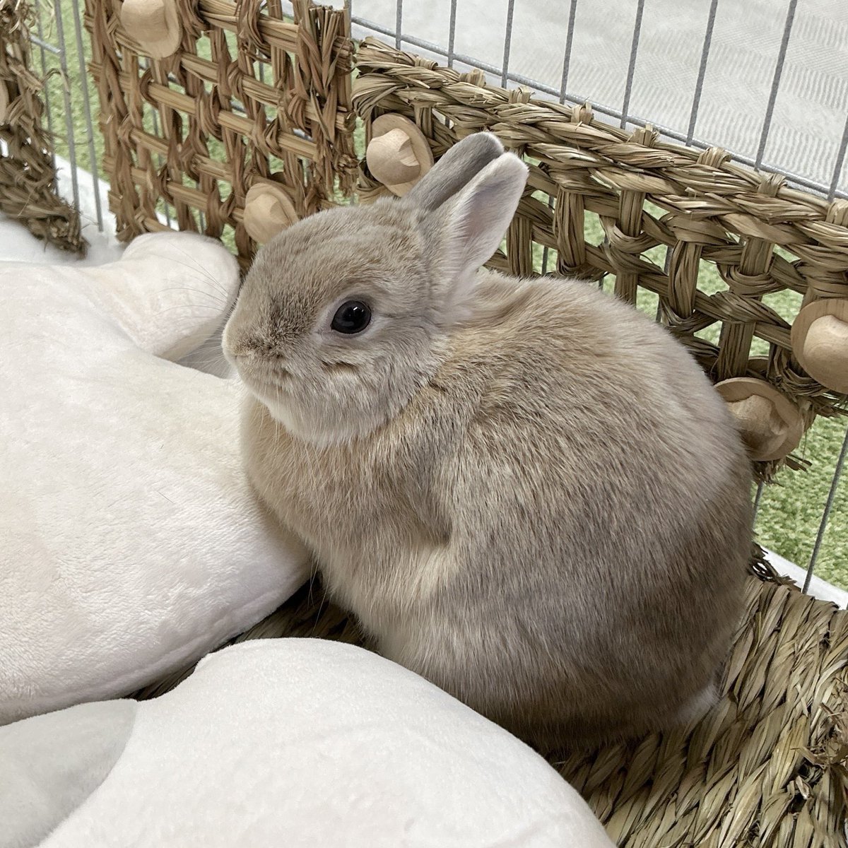 めちゃねむきなぴょい