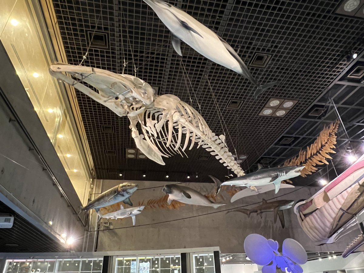 かはく【国立科学博物館公式】 on X