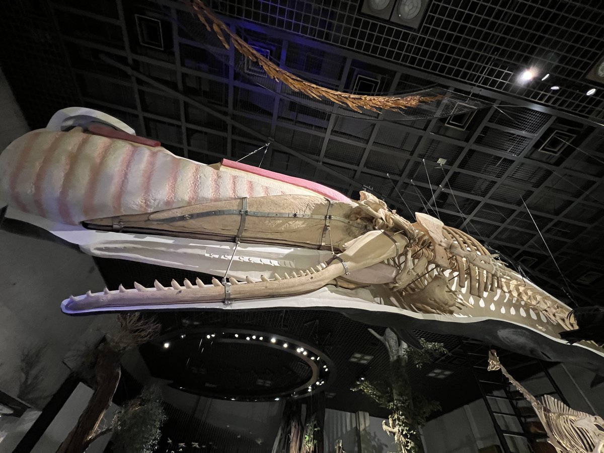 かはく【国立科学博物館公式】 on X