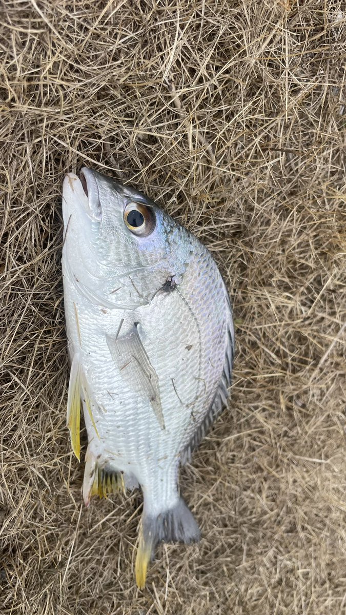 ren28_fish's tweet photo. 仕事前に雨が降ってたからチニング

チニング真面目に初めて1ヶ月やっと報われるサイズ出てくれたし数釣れた👌

目の前コイ泳いでたから姿見えるまでコイだと思ってた😇😇😇 https://t.co/vsQzLQmM5l