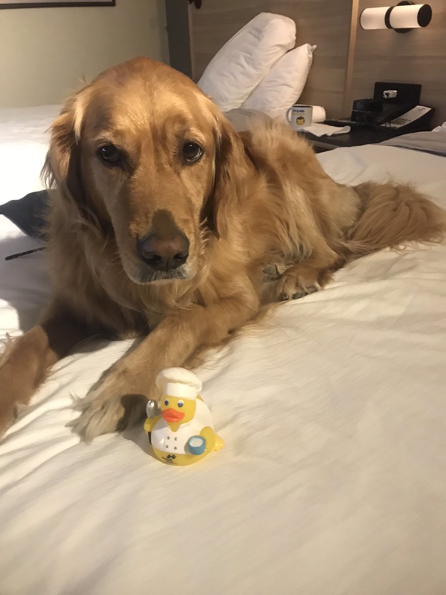 k_j_macd's tweet photo. @Phil_Sledge Piper went on a field trip yesterday and today. https://t.co/Wim8O8l1QT