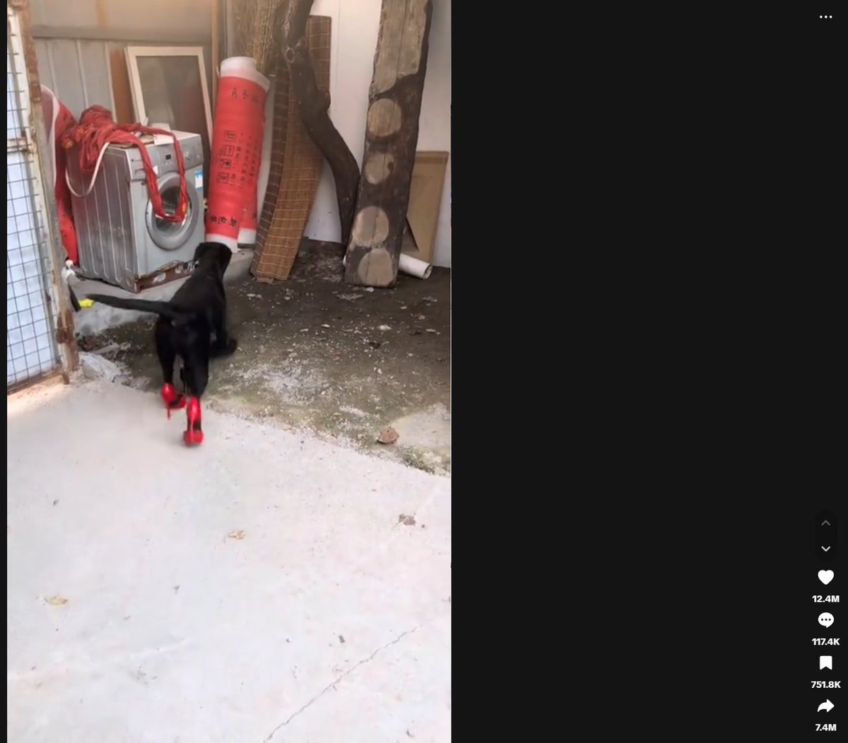 cannot believe this isnt tokenized yet...

this dogwifheels on tiktok has 13 MILLION likes. it is absolutely the most viral tiktok on the entire platform rn

tiktok.com/@deven1313/vid…