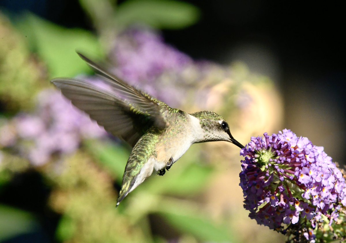 Siouxcq523's tweet photo. Hummingbirds of Ft Tryon #forttryon #hummingbird #birdcpp #BirdsOfTwitter #hummingbirdsoftwitter https://t.co/6nEobdPQ3e