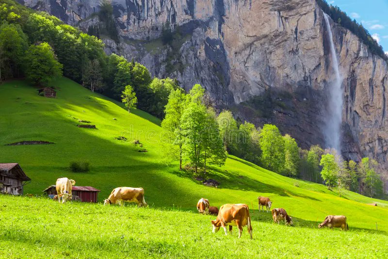 Humans really looked at an animal that eats grass we can't digest, fertilises soil while walking, and provides milk, meat, and leather, then said "We could do this more efficiently with lab equipment".