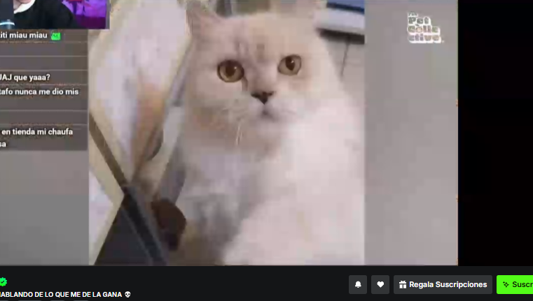 siempre floreando este wbn, una cosa te pedi ctm, ay ay ay top 5 latam ay ay ay me snipean ay ay ay