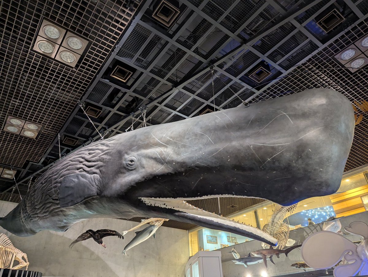 くじら 楽天市場】FRPアニマルオブジェ 小型版 壁掛けクジラ Whale Wall