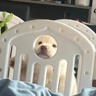 arieseIIa's tweet image. 🪞