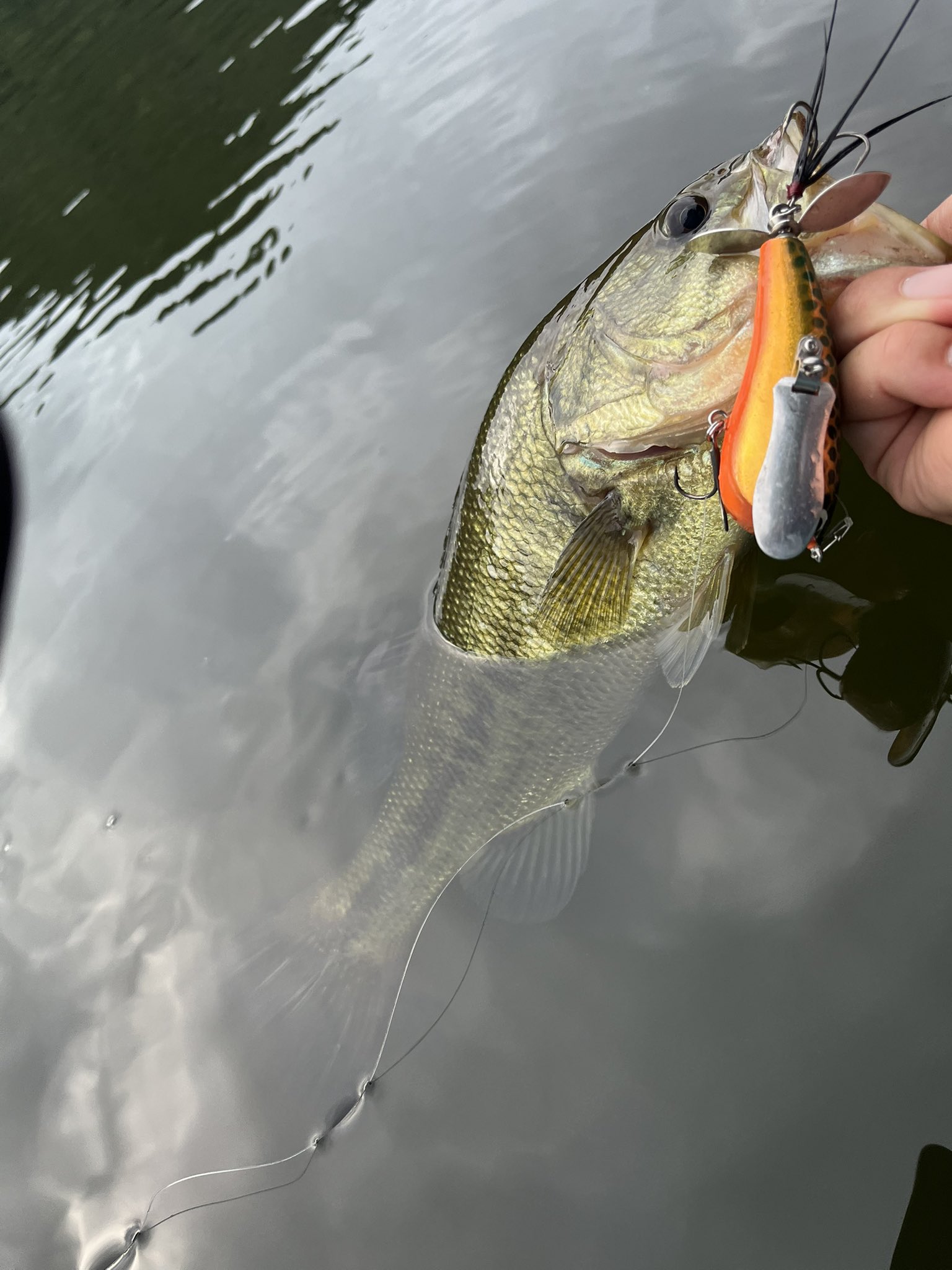 スキルフル　ヤマトクローラー　コッパーシャッド skillful【スキルフル】オカモトタクミ (@skillfullure) / X