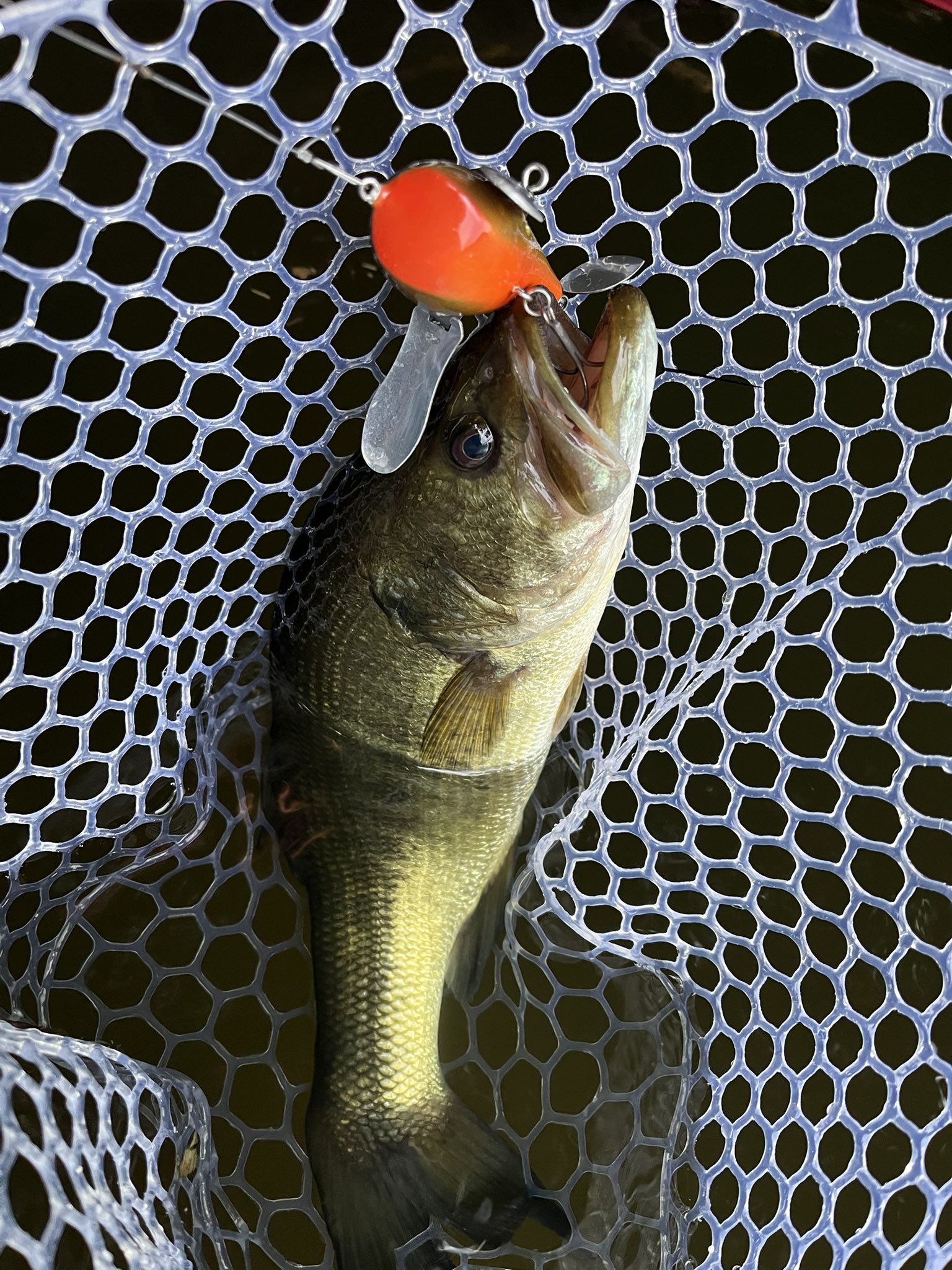 スキルフル　ヤマトクローラー　コッパーシャッド skillful【スキルフル】オカモトタクミ (@skillfullure) / X