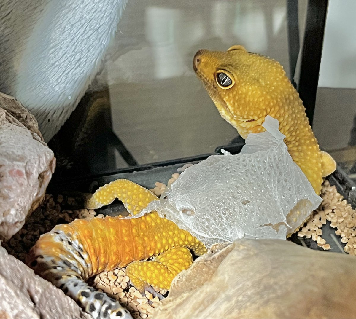 misonamegecko's tweet photo. でっかいマント背負ってんねぇ！
#レオパ https://t.co/dvvMwx0Phg