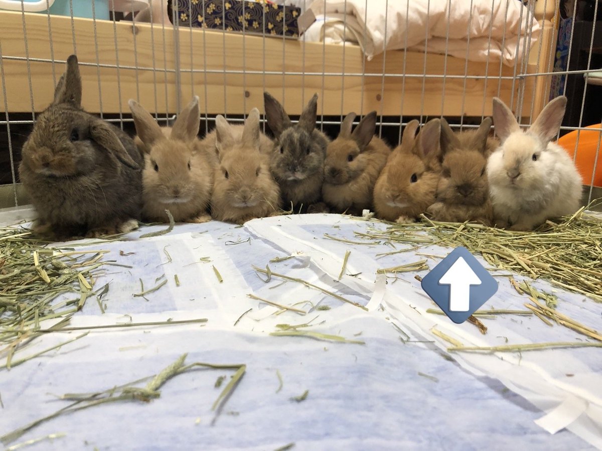 ラビッツ動物病院でうさ友さんに会いました☺🎶

5月に別のうさ友さんが緊急保護した8ぴょんの中の、長毛モフモフちゃんです。大きくなっていました！3カ月半位かな✨
成長期だからペレット調整はDr指示で！

男の子だけど“まるちゃん”って呼ばれています😆
(お許し頂きポスト😌)

#うさぎの定期健診