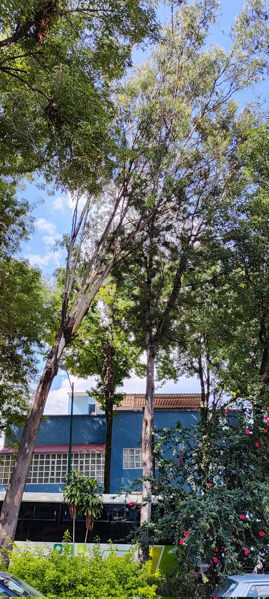 Colonia Periodista tweet media