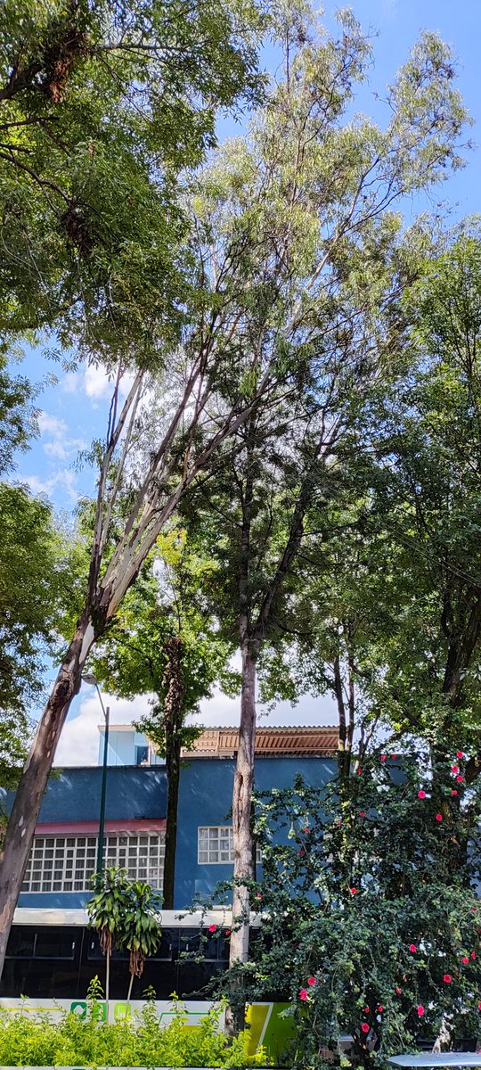 Colonia Periodista tweet media